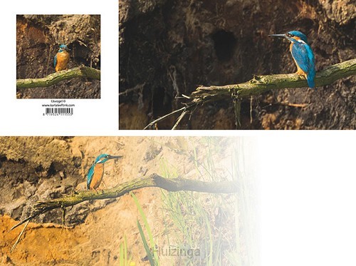 Panoramawenskaart zt ijsvogel